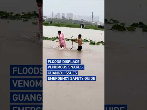 Floods displace venomous snakes, Guangxi issues emergency safety guide #worldnow