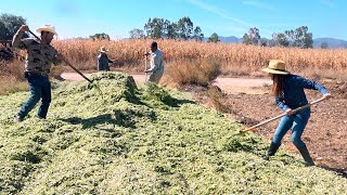 COSECHA y CONSERVACIN del FORRAJE de MAZ