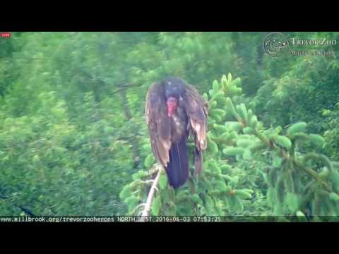 TZ Video 2016 06 03 075200 PREENING TURKEY VULTURE