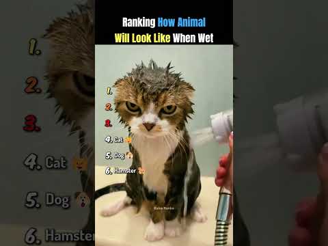 Ranking How Animal Looks Like When Wet 😭