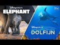 Disneynature's Elephant en Avonturen van een Dolfijn - Officiële Trailer - Disney+ NL
