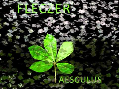 Fleczer - Prawdopodobnie (Aesculus)