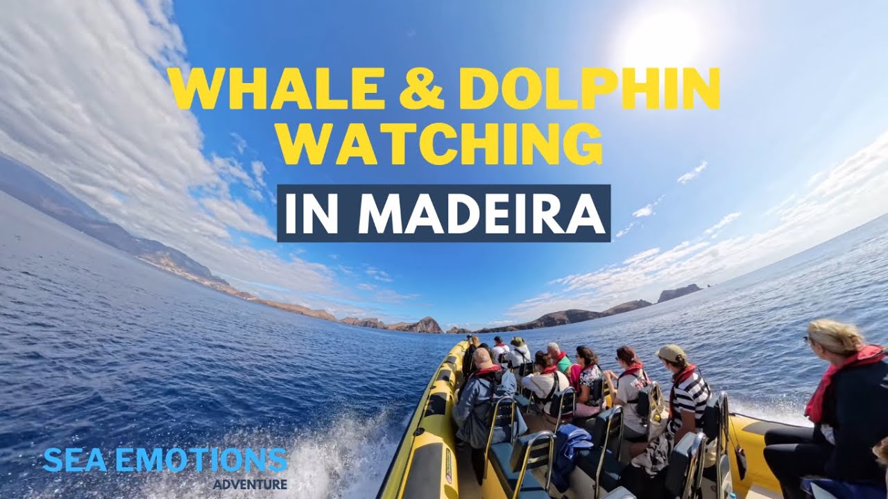 Experience breathtaking coastal views on Whale & Dolphin Watching cruise.