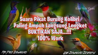 Download lagu 100% Work Suara Pikat Burung Kolibri Mp3 Terbaru 2020 Paling Ampuh Langsung Lengket - BUKTIKAN SAJA mp3