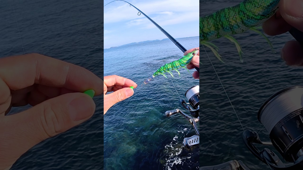 イカの大好物🦑