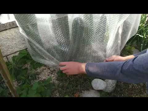 園芸 サボテンの越冬