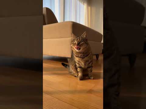 Cats Are The Weirdest Pets Ever