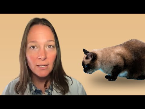 YouTube video about: How do cats breathe under blankets?