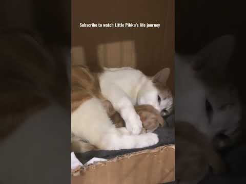 My cat gave birth to only one kitten..Mom and lil Pikku’s love @Day 2 #shorts #cat #catlover
