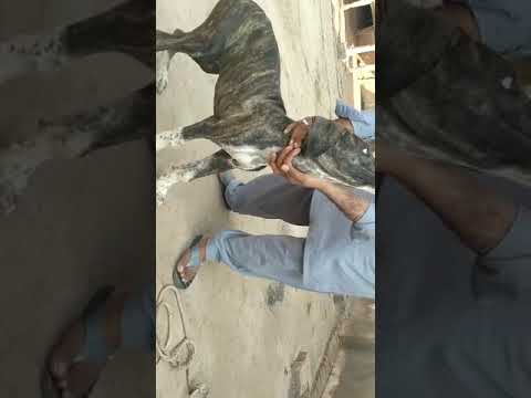 Ownr Malik Zubair of Multan Dog name shola son of sattar sial Wala shorkot