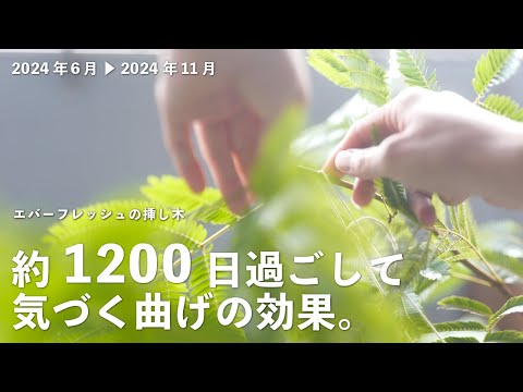 【24年度室内に移動】エバーフレッシュの挿し木 #21（1110日目〜1260日目）