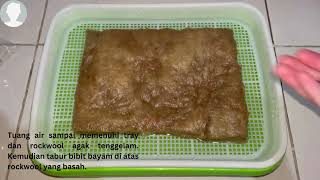 Momo Farm : Implementasi IoT Pada Smart Farming