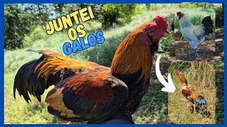 MOSTRANDO OS GALOS NA ROÇA 