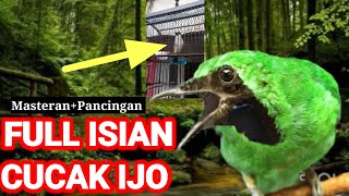 Download lagu SUARA kutilang gacor HASIL masteran kutilang isian cucak ijo Pancingan kutilang agar bunyi SEKETIKA mp3 Download lagu SUARA kutilang gacor HASIL masteran kutilang isian cucak ijo Pancingan kutilang agar bunyi SEKETIKA mp3