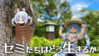 【セミたちはどう生きるか】夏、セミとして全力で生きる。ぺこ！【ホロライブ/兎田ぺこら】