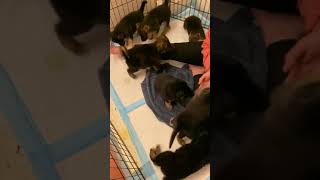 Video preview image #5 German Shepherd Dog-Siberian Husky Mix Puppy For Sale in LOS GATOS, CA, USA
