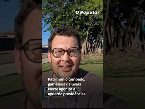 Patrimônio tombado, gameleira da Goiás Norte agoniza enquanto aguarda providências