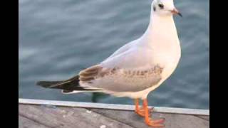 )( Joan Sebastian La Zopilota )(