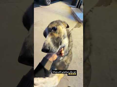 الجلاب تغار والگرون لا🗿✨#اكسبلور #بث#ضحك #تيك_توك #ترند #لايك #fyp #follow #foryou #funny #like #fun