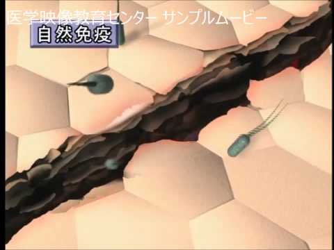 ムンチンジア科について詳しく解説