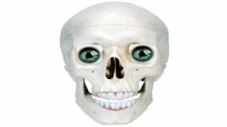 Skeleton Singing Fireflies