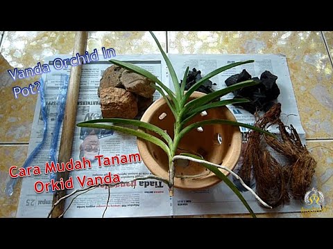 , title : 'How I Pot Vanda Orchid Or Terrestrial Orchids (Bagaimana Saya Tanam Orkid Vanda/Orkid Tanah/Anggrek)'