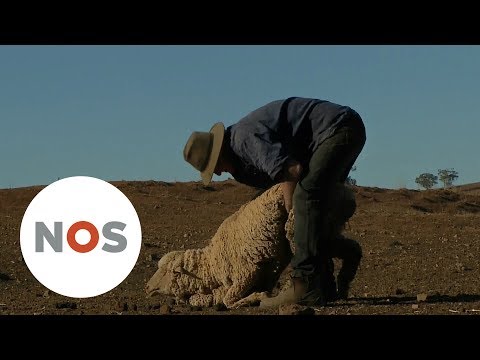 , title : 'DROOGTE: Op deze Australische boerderij regent het bijna nooit meer'