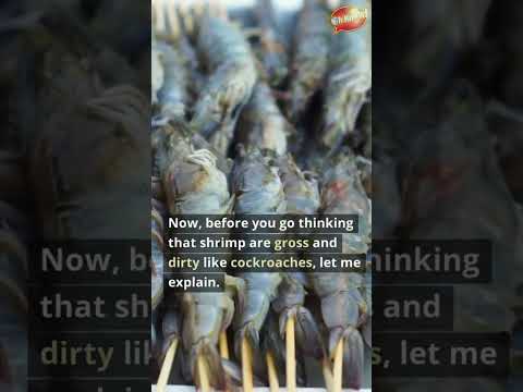 Why Shrimp referred to as Cockroaches #shorts