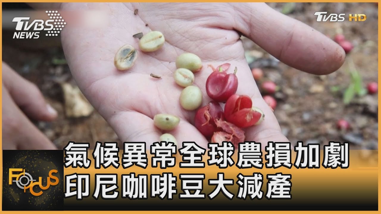 氣候異常全球農損加劇 印尼咖啡豆大減產