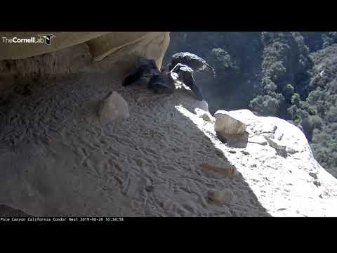California Condor Swoops Into Nest Cavity To Feed Her Chick – Aug. 26, 2019