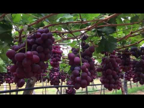 A grade red globe grapes, packaging type: carton, packaging ...