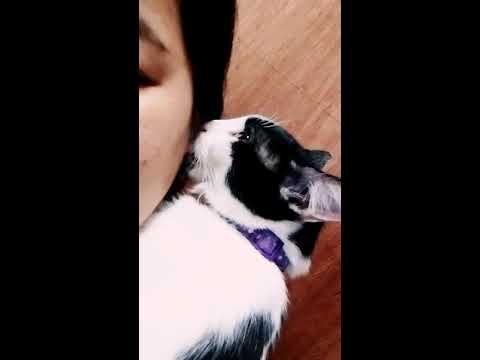 My Cat Nibbling On My Ear!