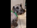 Dog Goes Time Out