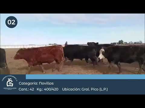 Lote Nv Consumo  - La Pampa