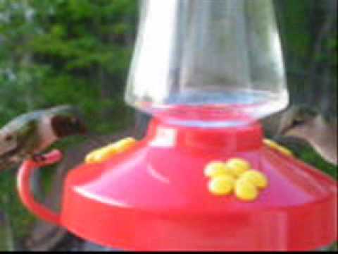 Maine male and female Hummingbirds 05/29/09