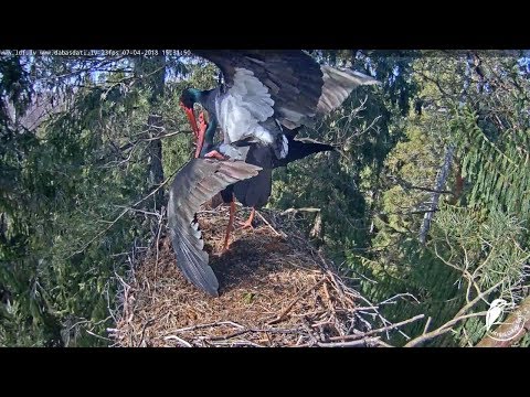 Melnais stārķis 2018/04/07~First mating after arrival~15h31m