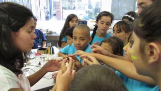 ¿Por qué brillan las luciérnagas?