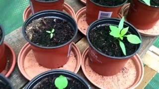 Gartenupdate Part 3 - was gibt's Neues? Mais, Tomaten, Melonen usw.
