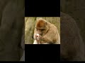 most monkeys are omnivores, meaning they eat both meat and plants#shorts