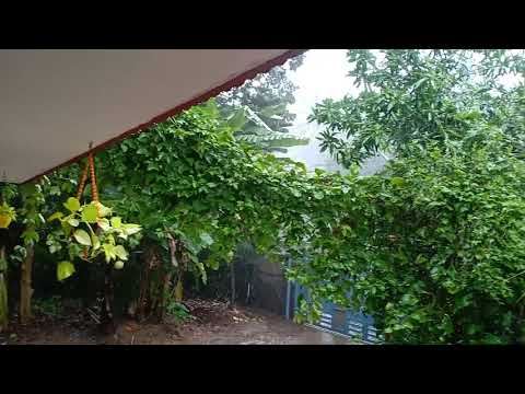 #mazha #nature #rain