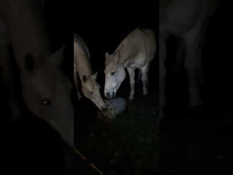 Heutonne, Hafida & Nico