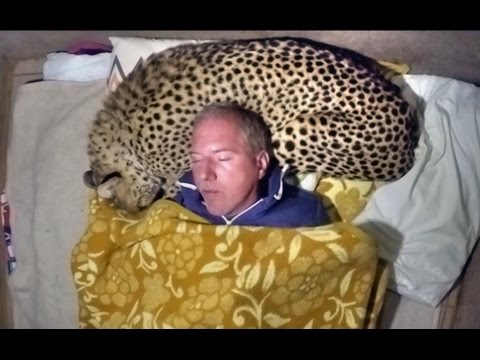 The Big Cat Whisperer Video Collection