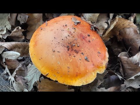 GLJIVE NAŠIH ŠUMA - Blagva, jajčara, kneginja, kajmakčara...