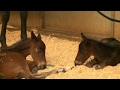 Daily Double Horse Gives Birth To Twins In California