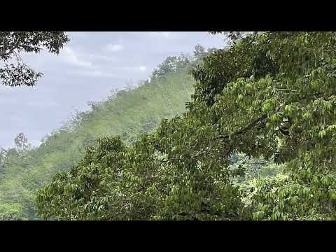 Sayalay Susīlā - Guided Breathing (Anapanasati) Meditation (12th Mar 2022) - 40 mins version