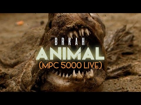 Brkah - Animal (Mpc 5000 live)