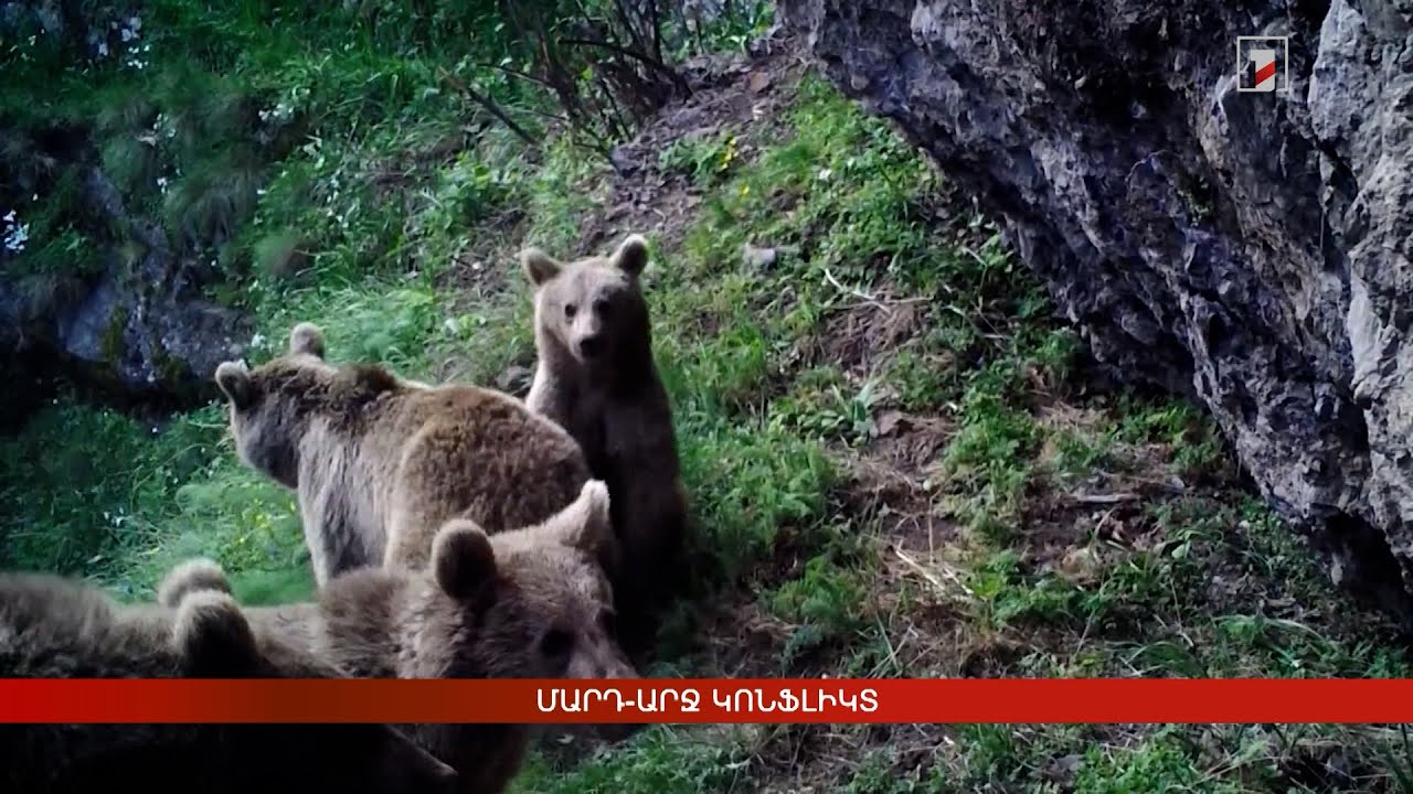 Մարդ-արջ կոնֆլիկտ