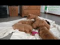 Golden Retriever dogs for sale: Echo - Video 1