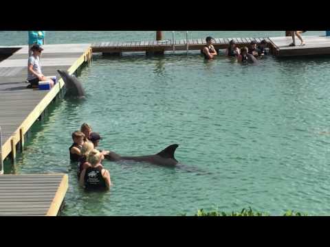 download lagu mp3 mp4 Dolphin Connection, download mp3 Dolphin Connection free download mp3, download mp3 Dolphin Connection