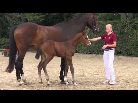 HF v. Cormint - Contender